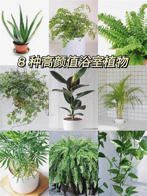 適合種在浴室的植物|無窗也能活！10 種最適合養在浴室、美觀好布置植栽。